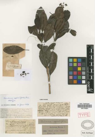Meliosma oppositifolia Griseb. [holotype]