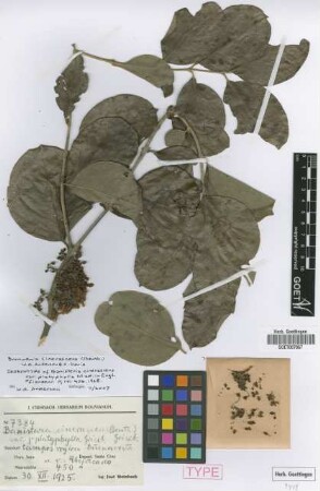 Banisteria cinerascens Griseb. var. Nied. platyphylla[Isosyntype]