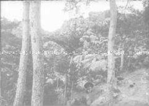 Glasdia von einem Wald, Gebirge