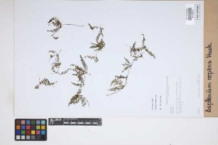 Asplenium repens Hook.