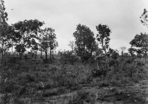 Brasilianische Landschaft : Eine Landschaft mit Bäumen, Büschen und Gräsern in Brasilien.