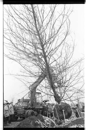 Kleinbildnegativ: Pflanzung der ersten Eiche, Buckow, 1978