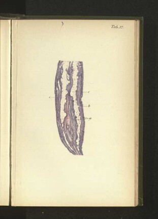 Tab. 32.