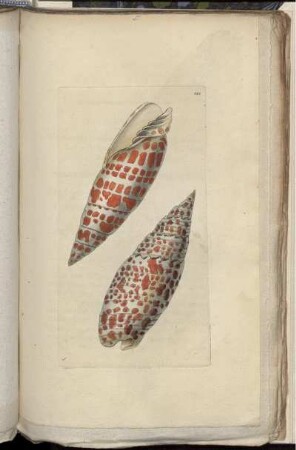 [Abb. 244]