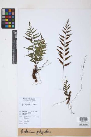 Asplenium polyodon