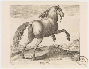 Pferd Hispanus (Spanisches Pferd)