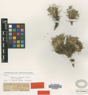 Astragalus fenzlii Boiss. [isotype]