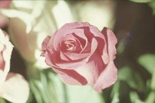 Blüte einer roten Rose
