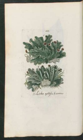 422. a) Lichen aphtosus. b) Caninus