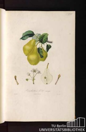 Pl. XXVI. Bonchrétien d'Eté musqué.