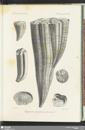 Pl. 533