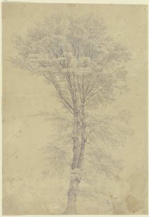 Baum