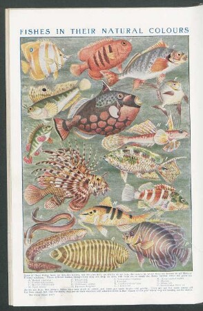 Tafel: Fishes in their natural colours.