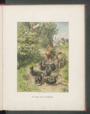Vom Hahn auf dem Kirchturm.