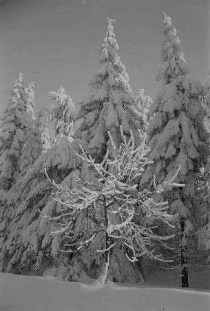 Zinnwald-Georgenfeld und Rehefeld-Zaunhaus. Winterwege zwischen beiden Orten