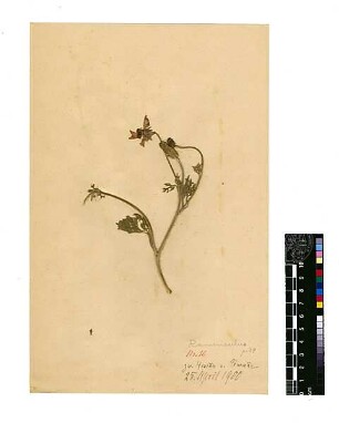 Ranunculaceae Ranunculus asiaticus Linné, Carl von (1707 - 1778) [Hesbon, Heschbon, Heshbon, Tell Hesbon, Tell Hisban, Tell Hesban, Hisban]