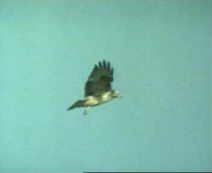 Buteo buteo (Accipitridae) - Flug und Beutefang