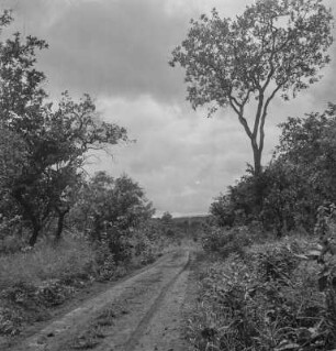 Weg durch die Steppe : Weg durch die Obstgartensteppe Tansanias