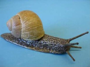 Weinbergschnecke, Helix pomatia, Modell 1:1