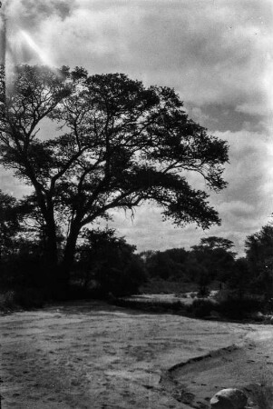 Trockenbett : Ein großer Baum am Rand eines Trockenbettes.