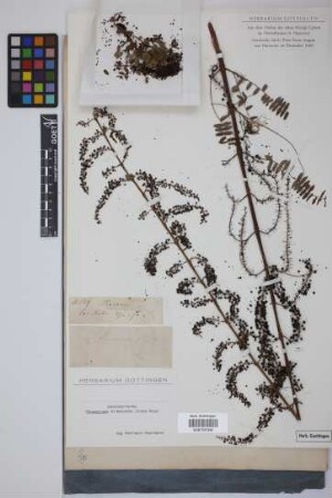 Coriaria phylicifolia Humb. & Bonpl. ex Willd.