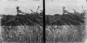 Gerste : Feld mit erntereifer Gerste (Hordeum vulgare Linnaeus).
