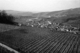 Bickensohl: Umgelegte Weinberge mit Blick auf Bickensohl