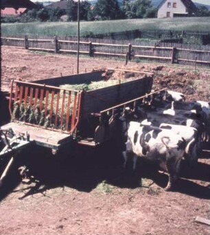 Fotografie: Tierproduktionsverfahren, Weidehaltung, Milchviehhaltung, Futtervorlage, Raufenwagen