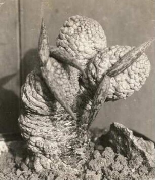 Südwestafrika (Namibia). Sukkulenten in der Wüste Namib. Hoodia (Syn.: Trichocaulon N.E.Br.)