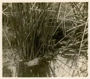 Rotbauchunke : Moritzburg, Rotbauchunke (Bombina bombina) im Wasser