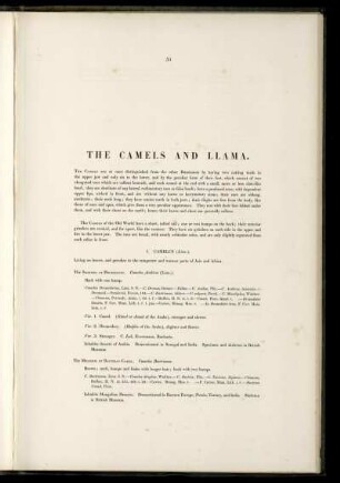 The Camels And Llama.