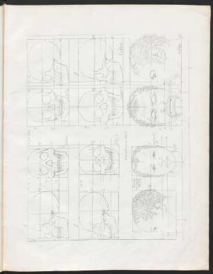 [Plate III. Neger- und Caffern-Schädel und Portraits.]