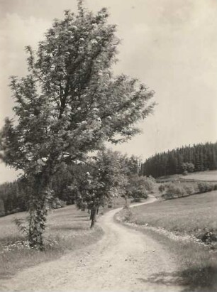 Erzgebirge. Hohe Straße am Geisingberg (824 m) mit blühenden Vogelbeerbäumen (Pyrus aucuparia, Gaertner)