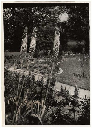 Garten Niemczyk, Potsdam-Nedlitz: Eronymus