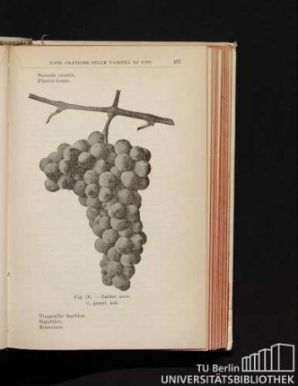 Fig. 26. - Calitor nero. 1/2 grand. nat.