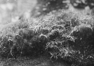 Etagenmoos : Etagenmoos (Hylocomium splendens Hedwig)