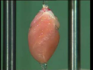 Experimente am isolierten Kaninchenherzen in der Langendorff-Apparatur
