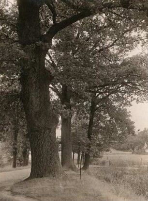 Dahlener Heide. Eiche (Quercus) am Nordausgang von Zeuckritz (im Grundwasser)