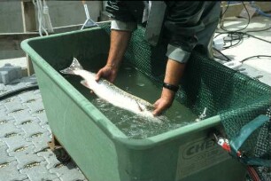 Markierung von Fischen am Fischpass