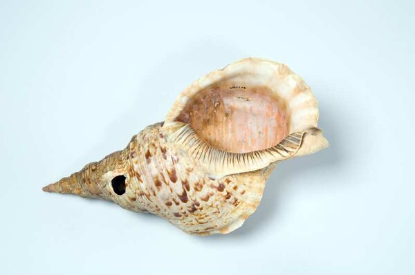 Snail trumpet