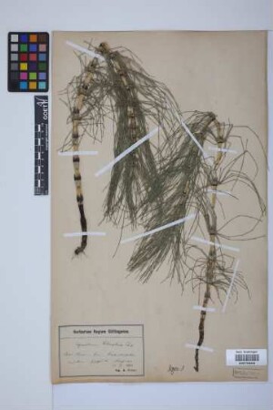 Equisetum telmateia telmateia Ehrh.