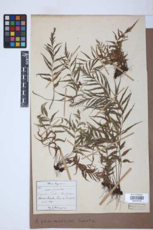 Asplenium praemorsum