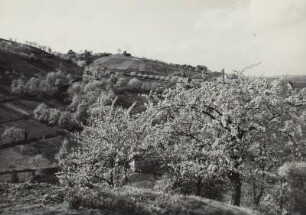 Cossebaude, Baumblüte
