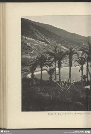 Die Scheffel-Palmen bei Bordighera