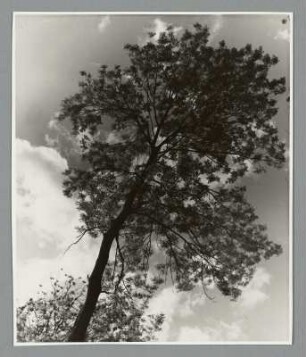 Nadelbaum