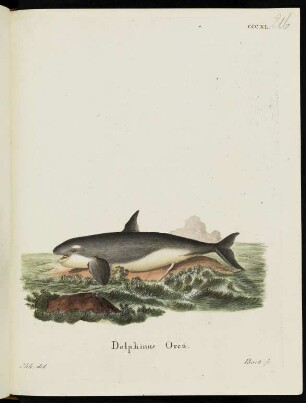 CCCXL. Delphinus Orca.