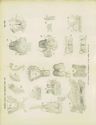 Tafel XIV