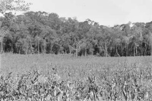 Junges Rodungsland im Regenwald : Feld am Regenwald