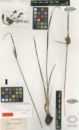 Cipura cubensis Griseb. [syntype]