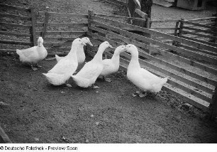 Enten in einem Gehege